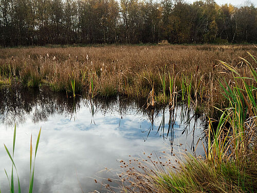 Moor-Feuchtgebiet in Europa Aufgrund ihrer Kohlenstoffspeicher tragen Feuchtgebiete wie Moore essentiell zum Klimaschutz bei.