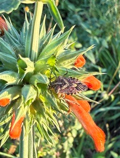 Eine Wanze (Agonoscelis) auf der Pflanze Löwenohr (Leonotis nepetifolia) in Masaka (Uganda) Foto von: Carolin Retzlaff-Fürst