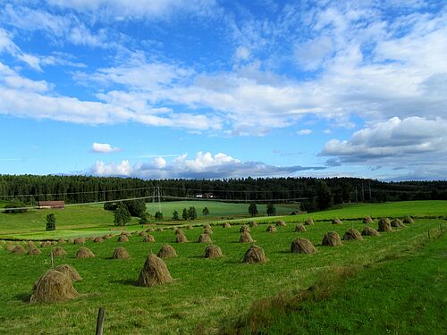 Die folgenden Fotos zeigen unterschiedliche Arten der agrarischen Landnutzung. Hier: Grünland bei Melleryd, Schweden. (Bild: Sebastian Lakner/Universität Rostock).
