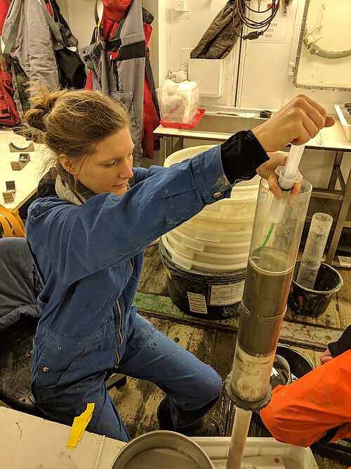 Friederike Säring bereitet die Sedimentkerne vor, damit diese für weitere Untersuchungen in zentimeterdicke Proben geschnitten werden. (Foto: Gritta Veit-Köhler, Senckenberg am Meer)