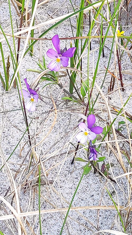 Das Dünen-Stiefmütterchen (Viola tricolor subsp. ammotropha). (Foto: Florian Jansen).