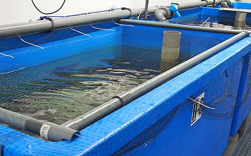 Laboranlage für die experimentelle Aufzucht von Fischlarven mit lebenden Zooplankton unter Grünwasserbedingungen (Foto: Universität Rostock/Adrian Bischoff-Lang).