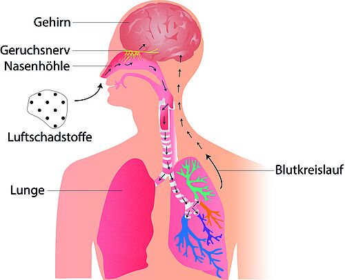 Vermutete Wirkpfade wie das Einatmen von Feinstaub die Gehirnleistung beeinträchtigen könnte. Ein erster Pfad (indirekter Pfad) geht davon aus, dass Feinstaub in die Lunge gelangt, es dort zu Schädigungen kommt und die verminderte Lungenfunktion die Gehirnleistung beeinträchtigt. Der zweite Pfad (direkter Pfad) verläuft über den Geruchsnerv oder den Blutkreislauf mit anschließender direkter Schädigung der Gehirnleistung (nach Aretz et al., 2021). 