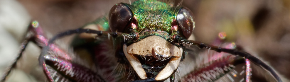 Incredible Insects