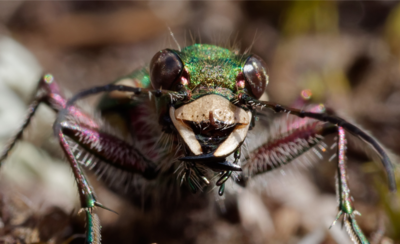 Incredible Insects