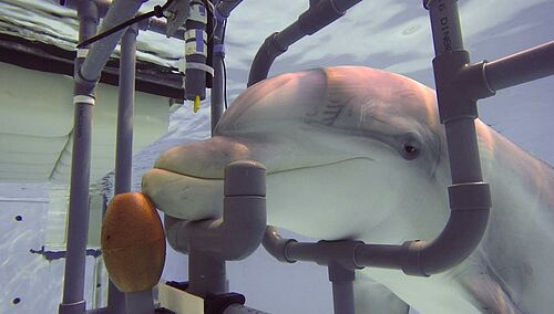 Delphin Kai in der Versuchsapparatur. Über dem Schnabel ist die Elektrode sichtbar. (Fotos (4): privat).