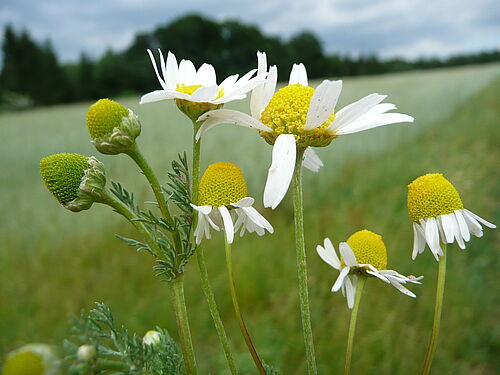 For some it's just weeds, for others beautiful summer flowers: three chamomile species (Photo: Bärbel Gerowitt/University of Rostock).