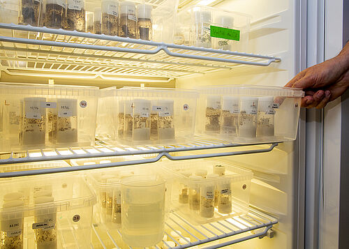 Zuchtgefäße für die Taufliege Drosophila in einem Brutschrank
