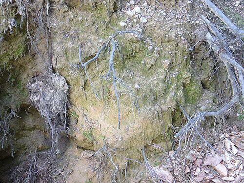 An den Wurzeltellern umgestürzter Bäume entwickelt sich eine Biokruste. Microalgen sind als grünlicher Bewuchs erkennbar