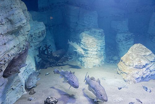 Das Ostsee-Aquarium im OZEANEUM Stralsund zeigt die typischen Lebensräume der Ostsee und ihre Bewohner, zum Beispiel die Kreideküste mit Dorschen und Steinbutten (Foto: Anke Neumeister/Deutsches Meeresmuseum).