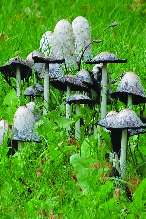 Der Schopf-Tintling (Coprinus comatus) ist Pilz des Jahres 2024. (Foto:  Dr. Oliver Duty).
