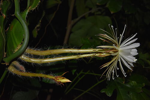 Regenwaldkaktus, Selenicereus wittii, mit Blüte. 