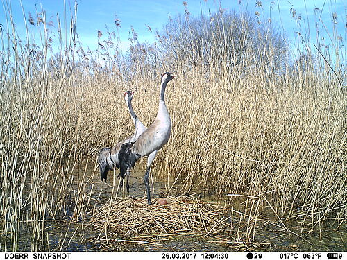 Kranichpaar am Nest (Foto: Dr. Angela Schmitz Ornés).