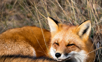 Lebendige Biodiversitätswand
