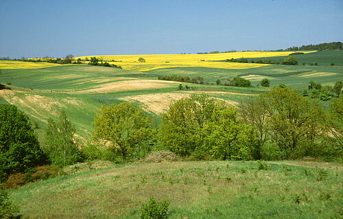 Typische Grundmoränen-Landschaft mit Grünland, Hecken und Äckern. (Foto: Florian Jansen
