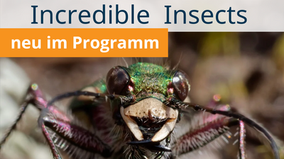 Incredible Insects