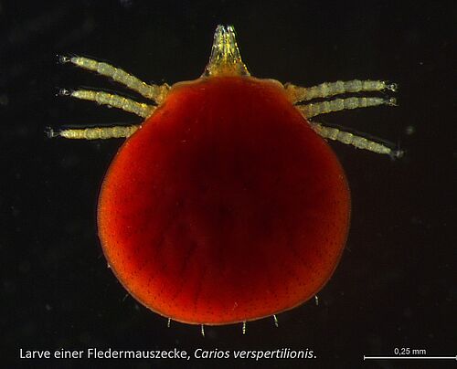 Larve einer Fledermauszecke, Carios verspertilionis (c) Kai Gloyna.