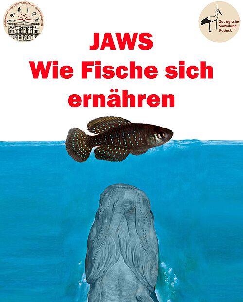 Quelle: Maximilian Stüwe, Alexander und Elias Lieder. 