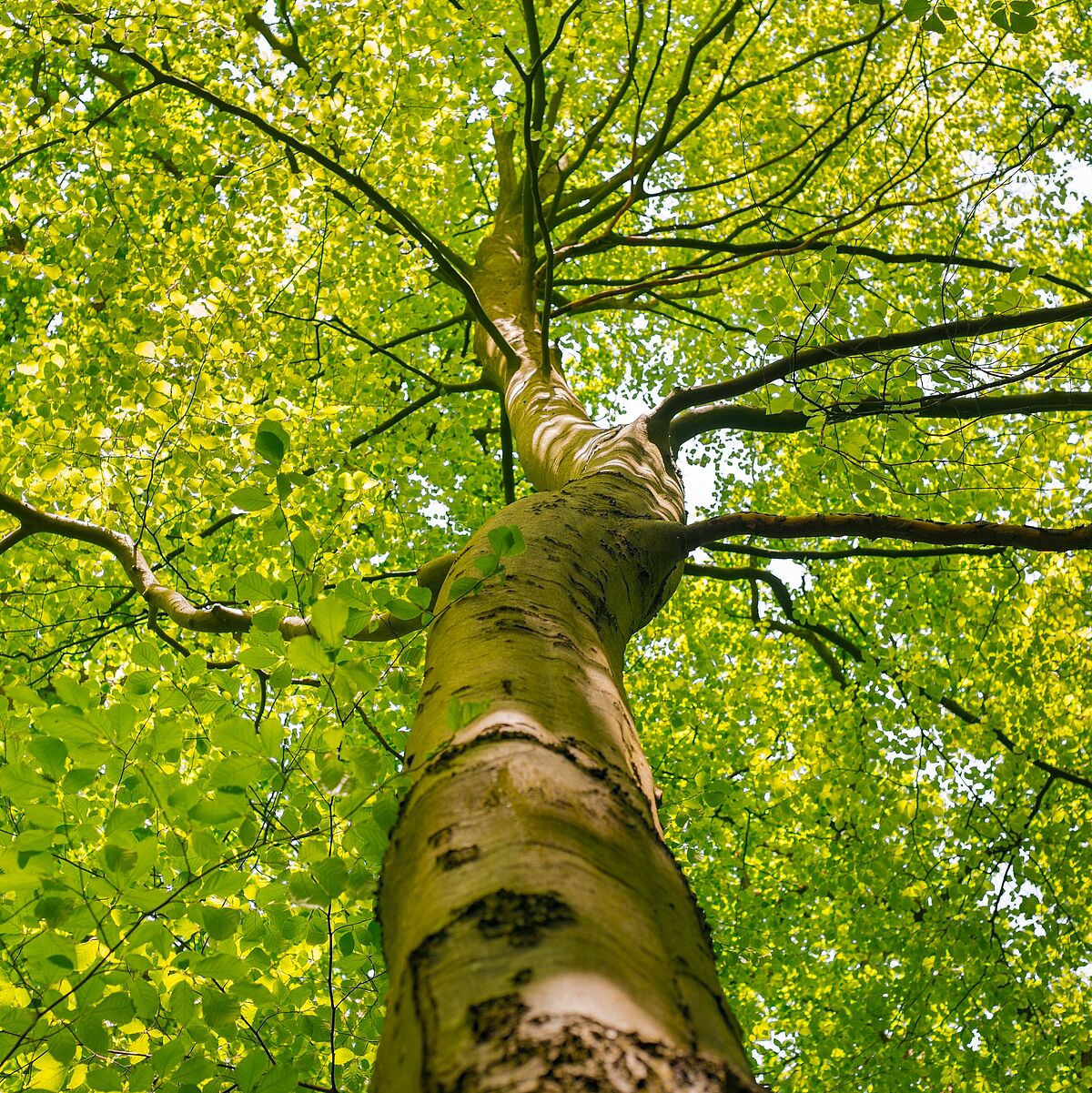 berufsbegleitender Zertifikatskurs "Waldtherapie"