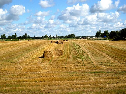 Caption Grain field in Estonia (Picture: Sebastian Lakner/University of Rostock).