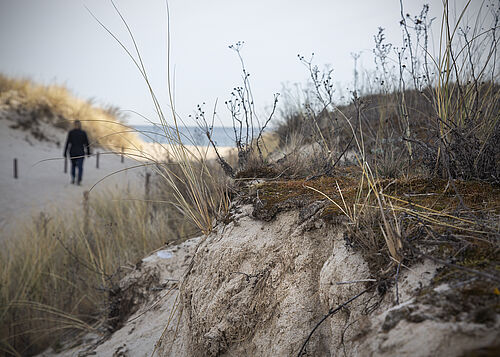 Im Vordergrund erkennt man die Biokrusten an der Abbruchkante, die eine weitere Abtragung der Sanddüne verhindern, im Hintergrund hält Dr. Karin Glaser nach weiteren Biokrusten Ausschau (Strandaufgang Warnemünde). (Fotos (4): Universität Rostock/Julia Tetzke).