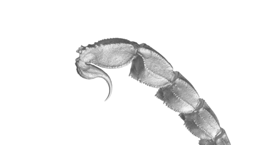 Abbildung 1:  3-D-Rekonstruktion des Skorpionschwanzes. (Foto: Alice Günther). 