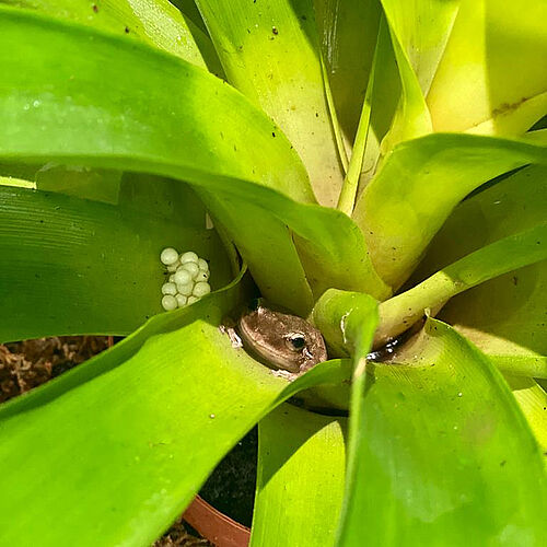 Coquí-Pfeiffrosch in seinem Lebensraum Bromelie, (c) Dr. Benjamin Naumann.