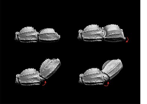 3D-Rekonstruktion und 3D-Animation haben geholfen, das Arbeitsprinzip des unbekannten Gelenkes zu entschlüsseln. (Abbildung: Alice Günther).