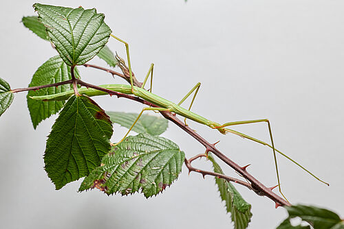 Ein erwachsenes Weibchen der Art Bacillus rossius auf ihrer bevorzugten Futterquelle, der Brombeere © Bart Zijlstra, UNIL