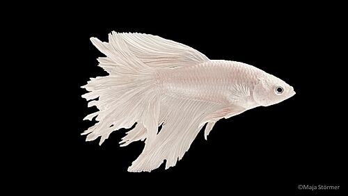 Männchen des Kampffisches (Betta splendens). (Foto: Maja Strömer).