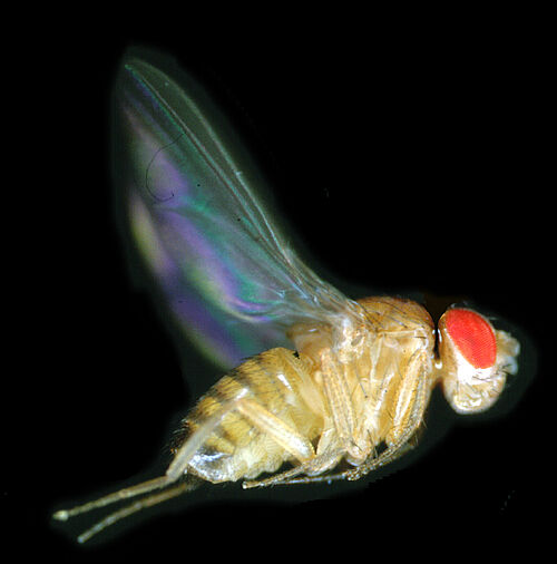 Flügelbewegung im Flug der Taufliege Drosophila