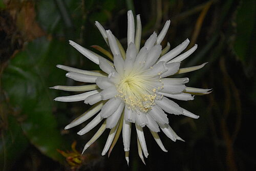 Regenwaldkaktus, Selenicereus wittii, mit Blüte. (Fotos: Stefan Porembski).