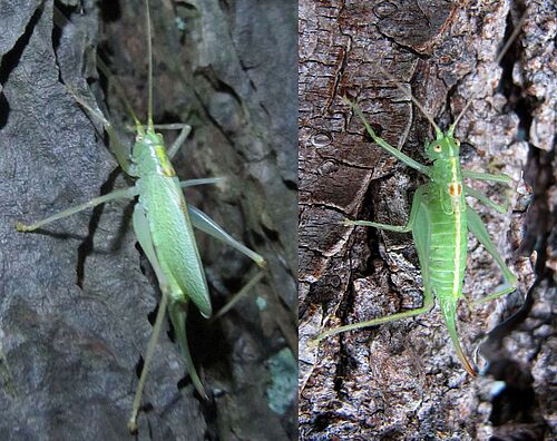 Weibchen Gemeine Eichenschrecke (links) und Südliche Eichenschrecke (rechts) (Foto: Wolfgang Wranik).