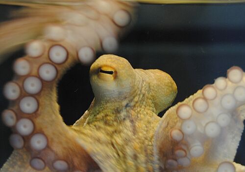 Auge eines Gemeinen Kraken/Octopus vulgaris (Foto: Frederike Hanke/Uni Rostock).
