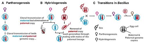 Illustration der Mechanismen von Parthenogenese und Hybridogenese sowie der evolutionären Übergänge dazwischen bei Bacillus Stabschrecken: Hybridisierung → Hybridogenese → Parthenogenese → Hinzufügung einer dritten Genomkopie.