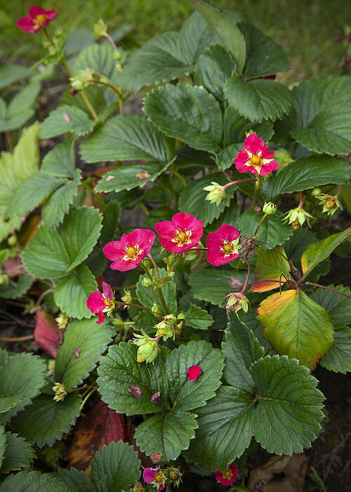 Auch blühende Erdbeeren kann man selbst im August im Botanischen Garten sehen. 