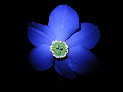 Narzissenblüte im UV-Licht. (c) Dr. Yves Sprycha