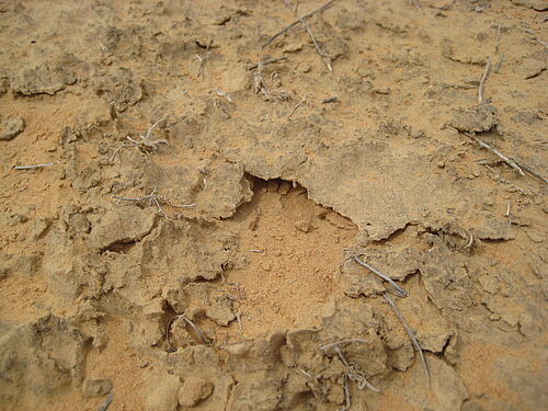 Von Cyanobakterien dominierte Bodenkruste in der israelischen Wüste Negev, die den Boden stabilisiert und mit Nährstoffen anreichert. Eine mechanische Schädigung der Kruste führt zur ungehinderten Ausbreitung von Sand und weiterer Wüstenbildung. 